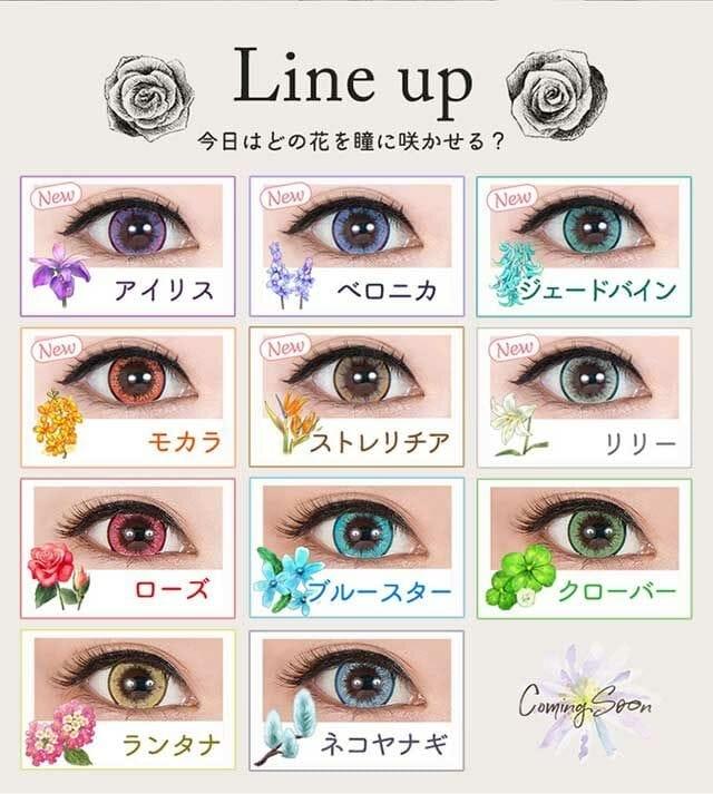 Perfect Series - Full Bloom 1day Veronica (6P)