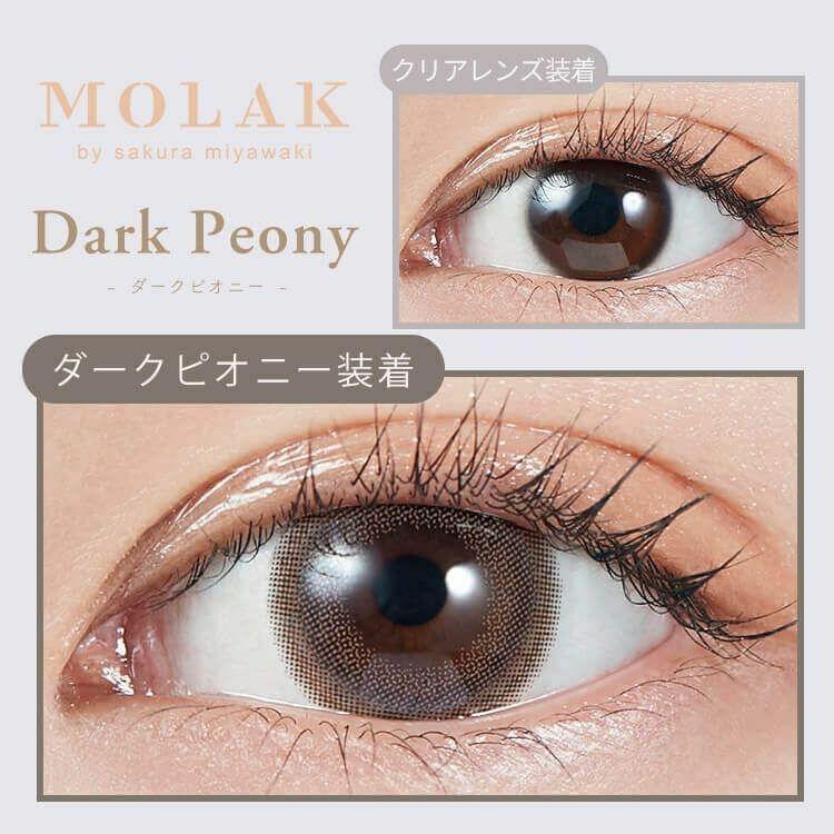 MOLAK - 1day Dark Peony (10P)
